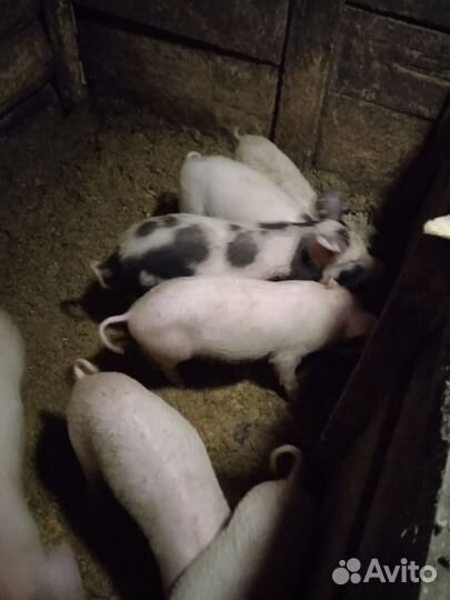 Поросята домашние уже большие