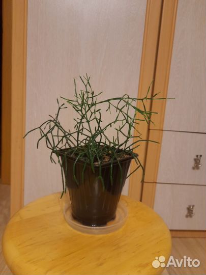 Оленьи рожки