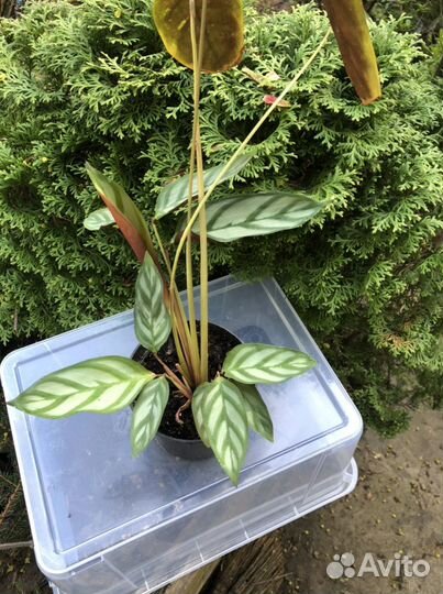 Комнатные цветы в ассортименте