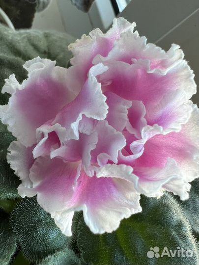 Листики сортовых фиалок