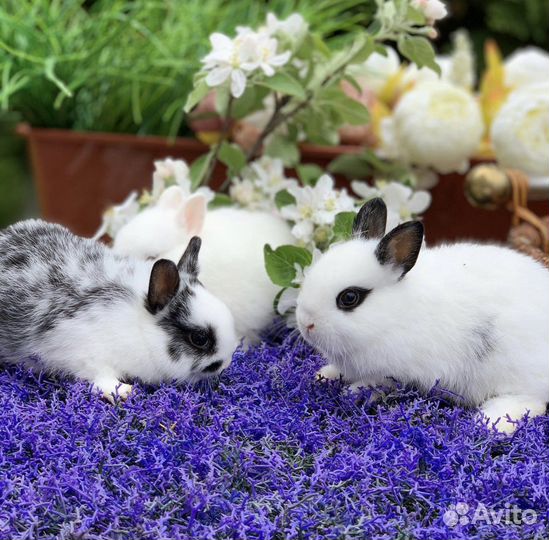 Ручные кролики мини