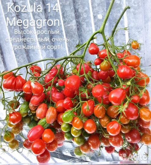 Семена сортовых томатов
