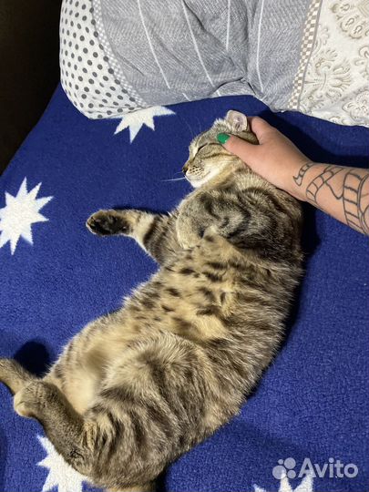 Кошки бесплатно