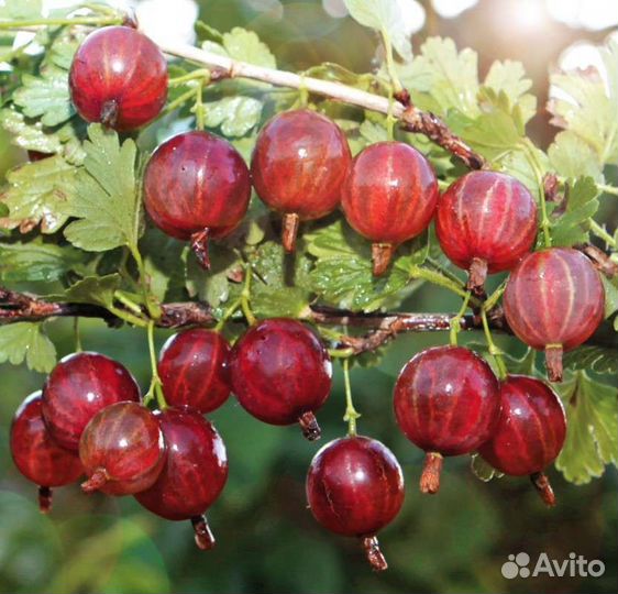 Саженцы бесшипого крыжовника зкс