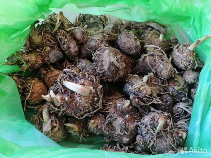 Каллы, луковицы