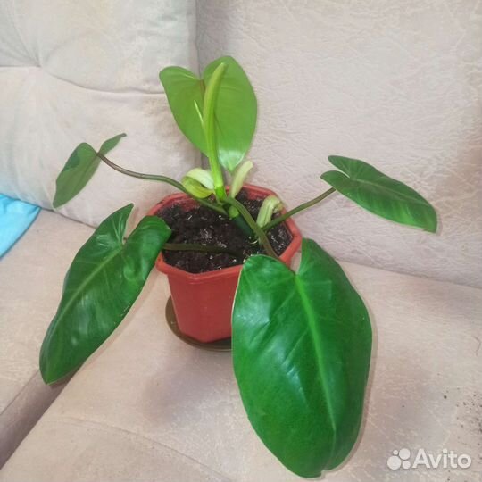 Филодендрон