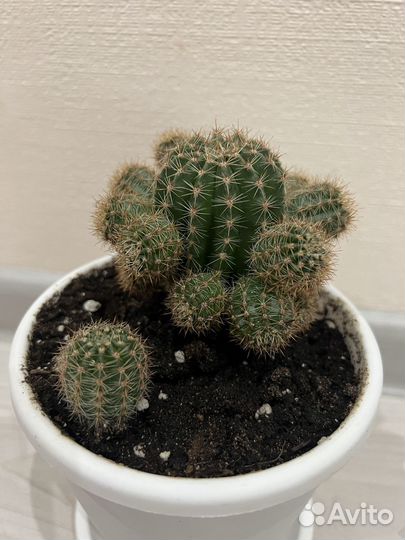 Кактус бесплатно