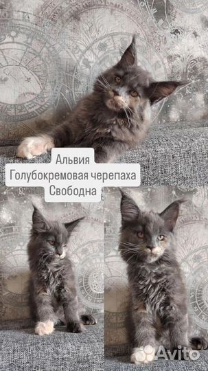 Котята Мейн-кун из питомника