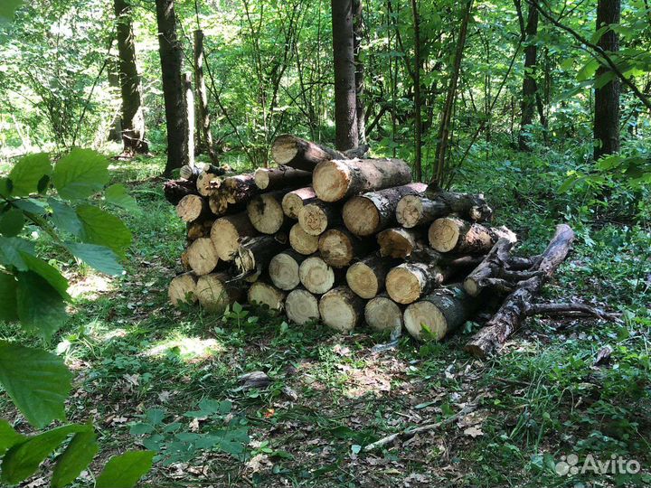 Бригада Пильщиков леса требуется