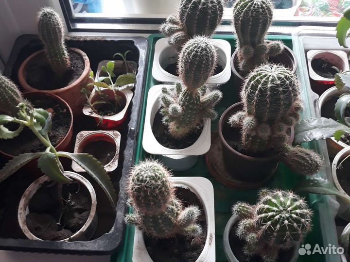 Каланхоэ,кактус и другие