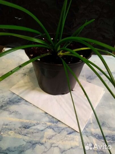 Зефирантес розовый и белый