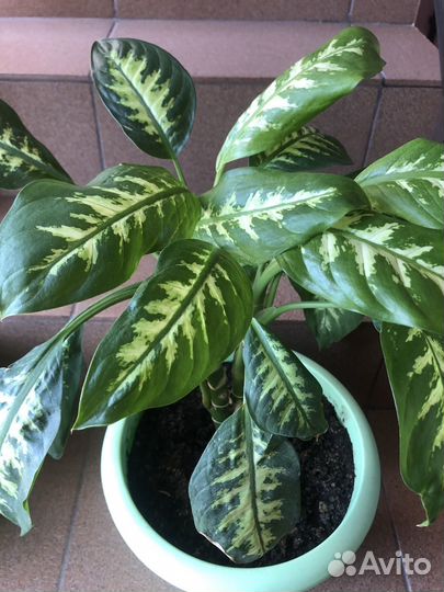 Диффенбахия куставая