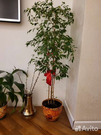 Фикус бенджамина большой