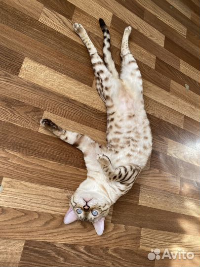 Бенгальский снежный кот на вязку