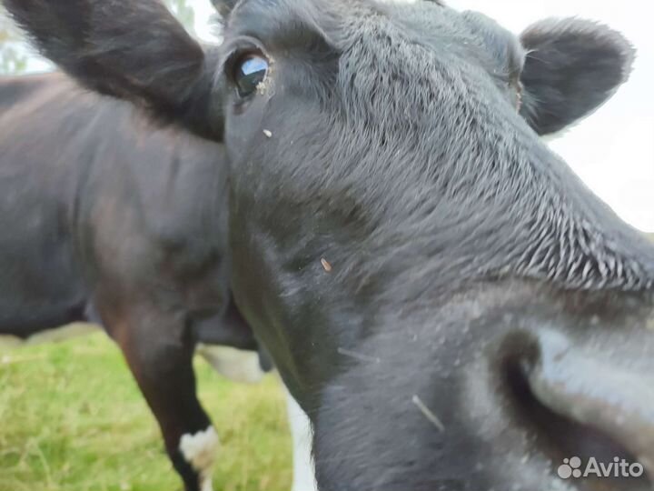 Корова молодая приучена к доильному аппарату