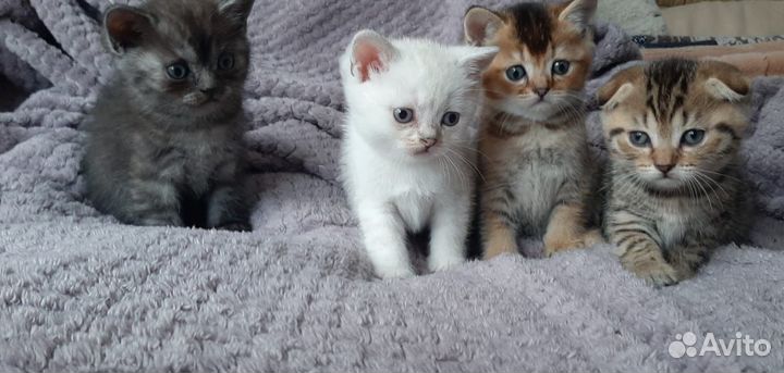 Шотландские котята