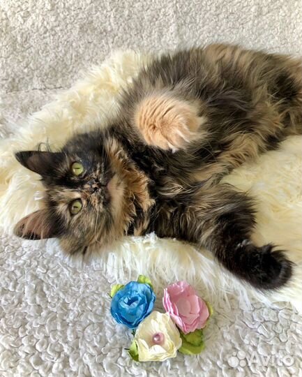 Кошки в добрые руки