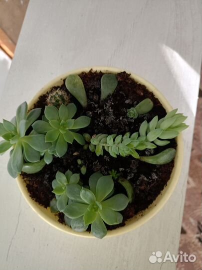 Суккуленты