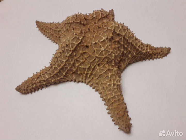 Морская звезда 29см