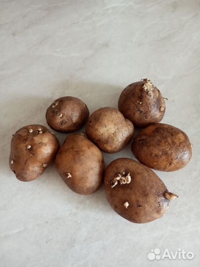 Семенной картофель