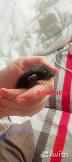 Крысята дамбо