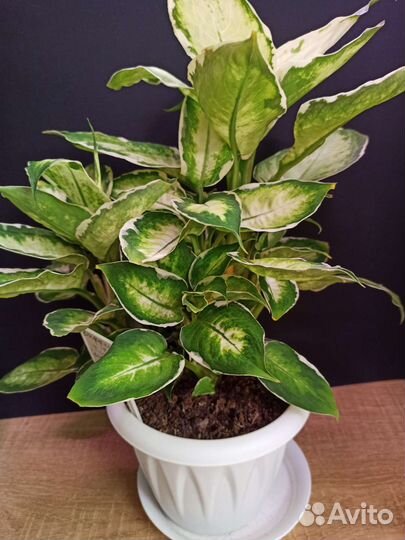 Диффенбахия Cool Beauty