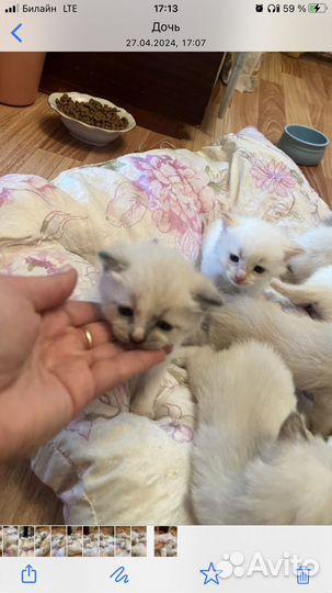 Тайские котята