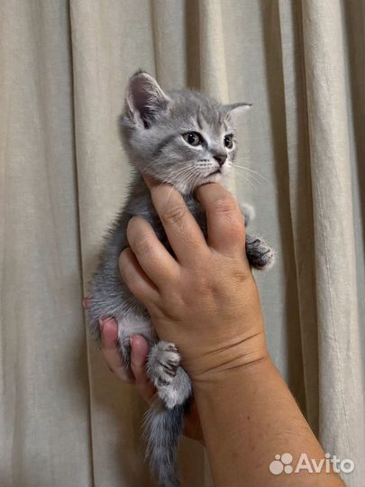 Шотландские котята