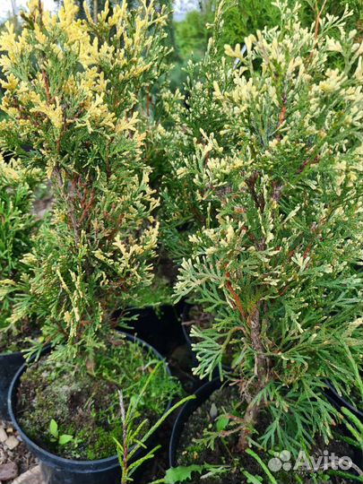 Продажа растений, декоративные и хвойные
