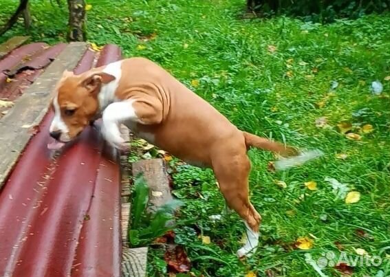 Щенки амстаффа, девочки