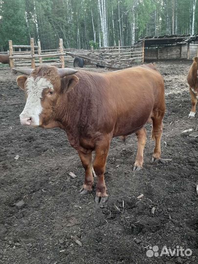 Быки на племя