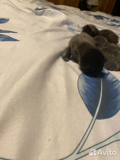 Котята отдам в добрые руки бесплатно