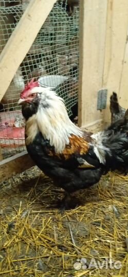 Инкубационное яйцо маранов, петухи маран, виандоты