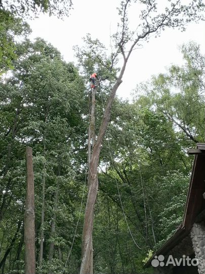 Спил и удаление деревьев
