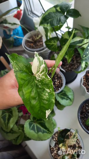 Сингониумы