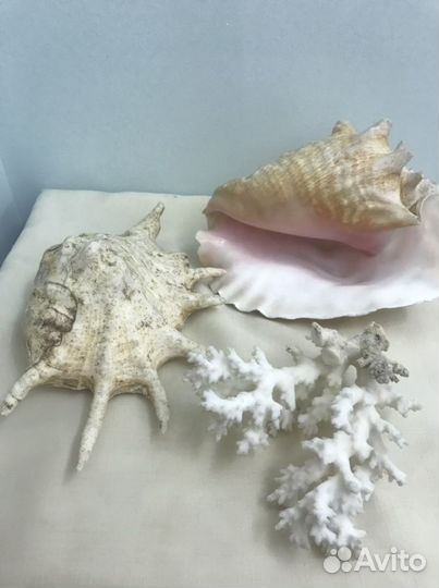 Натуральный коралл морские ракушки