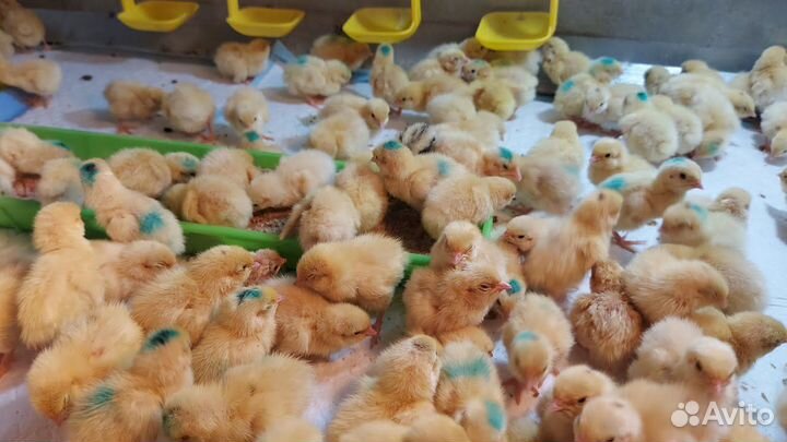 Перепепята