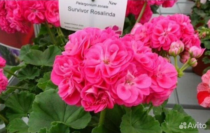 Пеларгония герань Survivor Rosalinda Розалинда