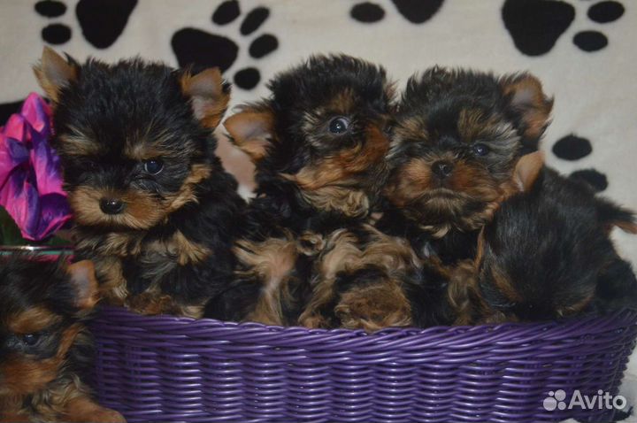 Микро мини щенки