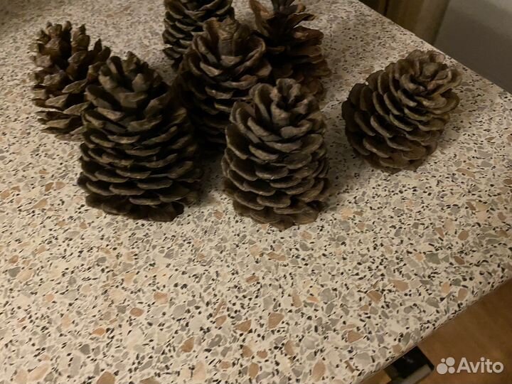 Шишки сосновые