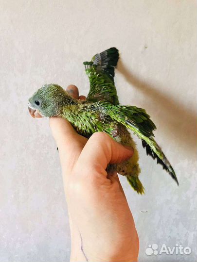 Ожереловые попугаи птенцы
