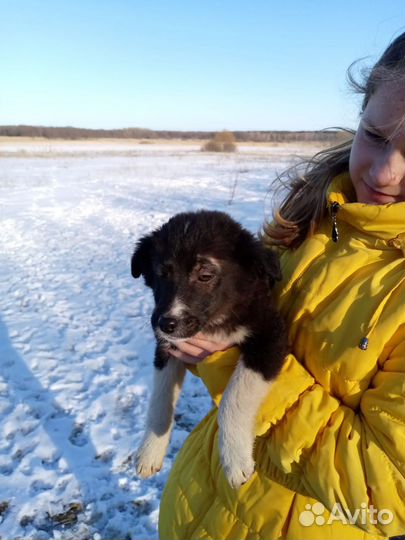 Отдам щенков маленькие ростом - хорошие звоночки