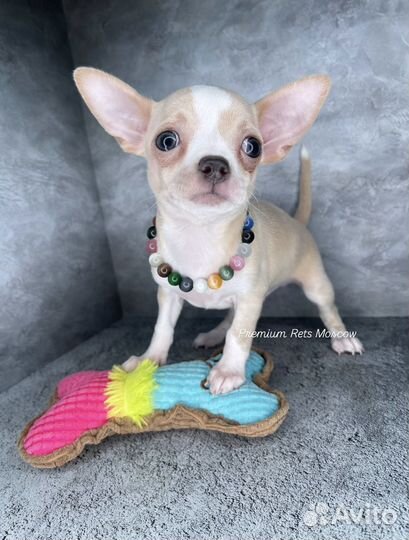 Чихуахуа мини мальчик