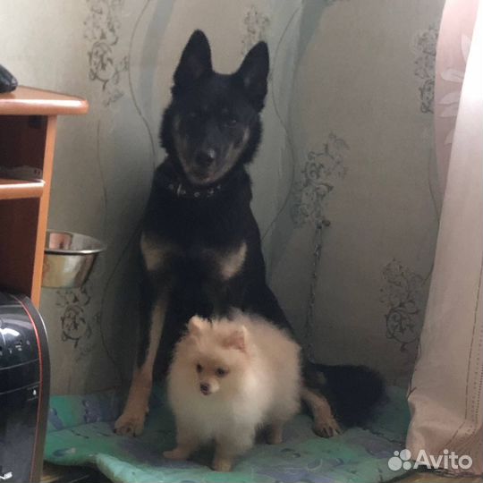 Восточноевропейская овчарка