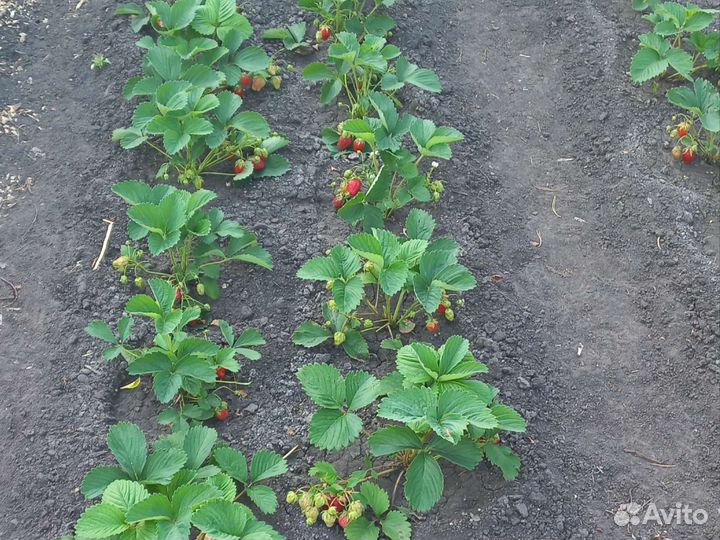 Рассада клубники Фестивальная
