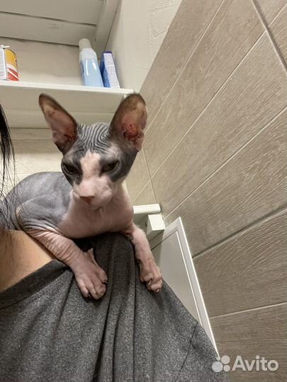 Донской сфинкс котята