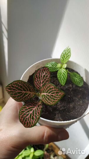 Фиттония микс