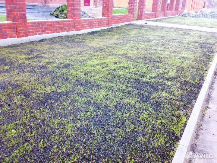 Посевной газон