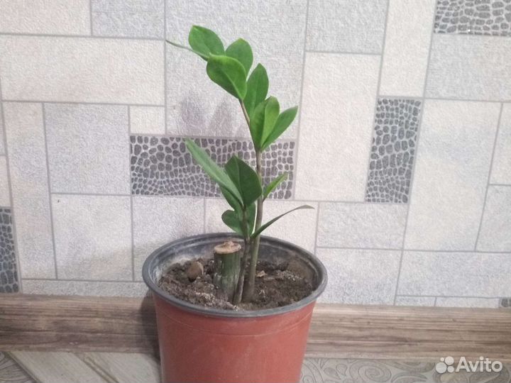 Замиакулькас. «Долларовое дерево»