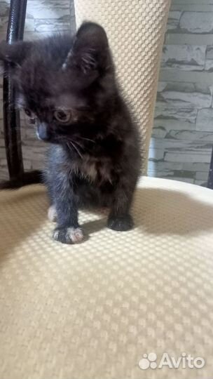 Черный котенок
